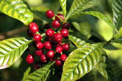 Kaffeepflanze-aus-Agaete